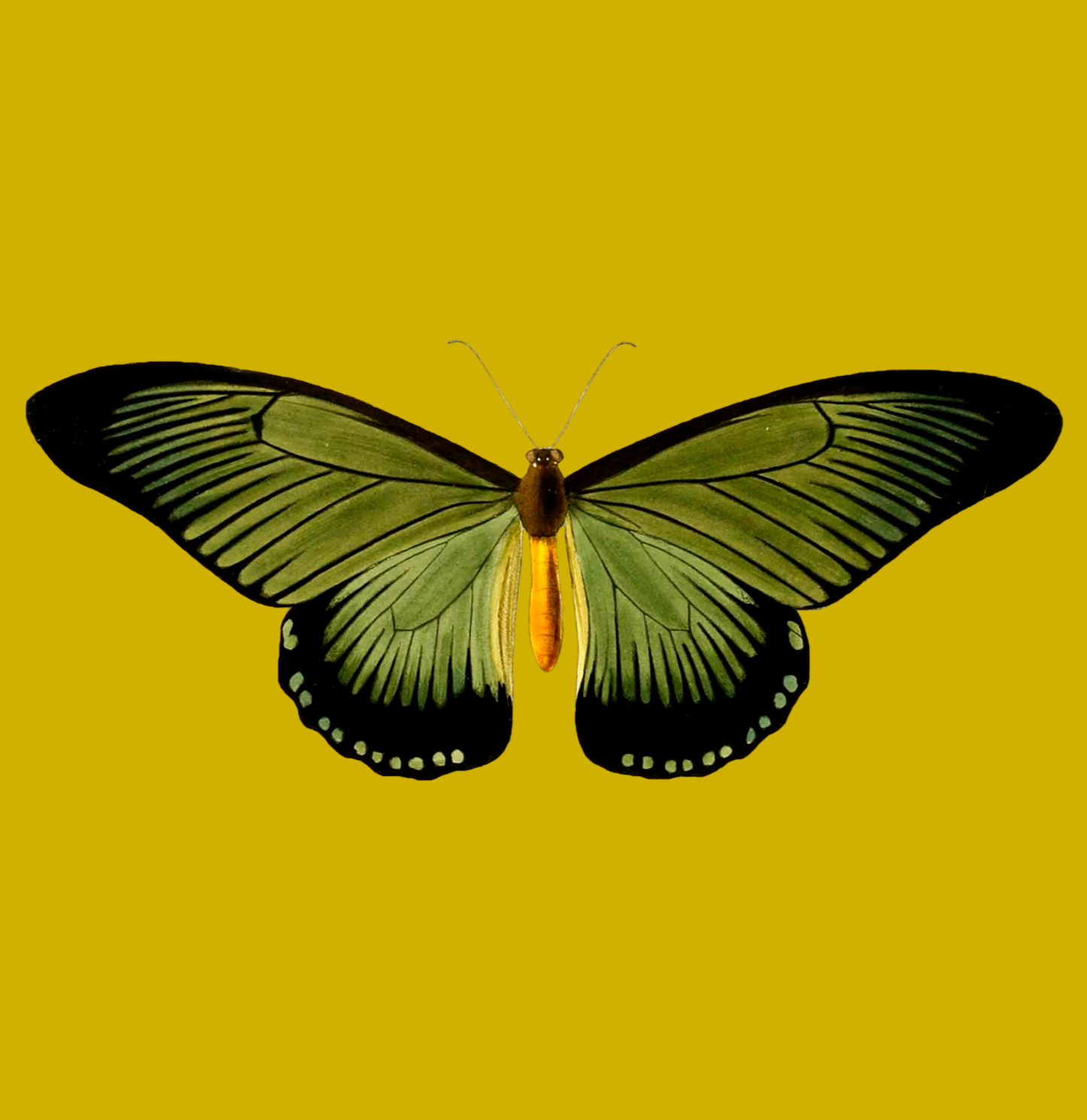 Transform Today Butterfly Graphic T-Shirt For Sale In AREA51GALLERY New Orleans Gift Shop