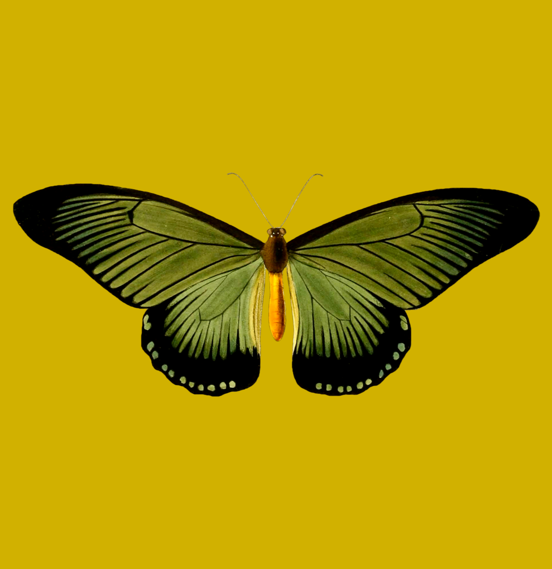 Transform Today Butterfly Graphic T-Shirt For Sale In AREA51GALLERY New Orleans Gift Shop