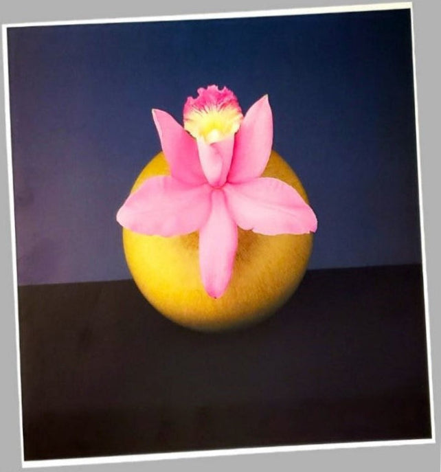 Vintage  Pink Orchid Art Print For Flower Enthusiast Gift For Sale In AREA51GALLERY New Orleans Gift Shop A Gay Owned Small Business