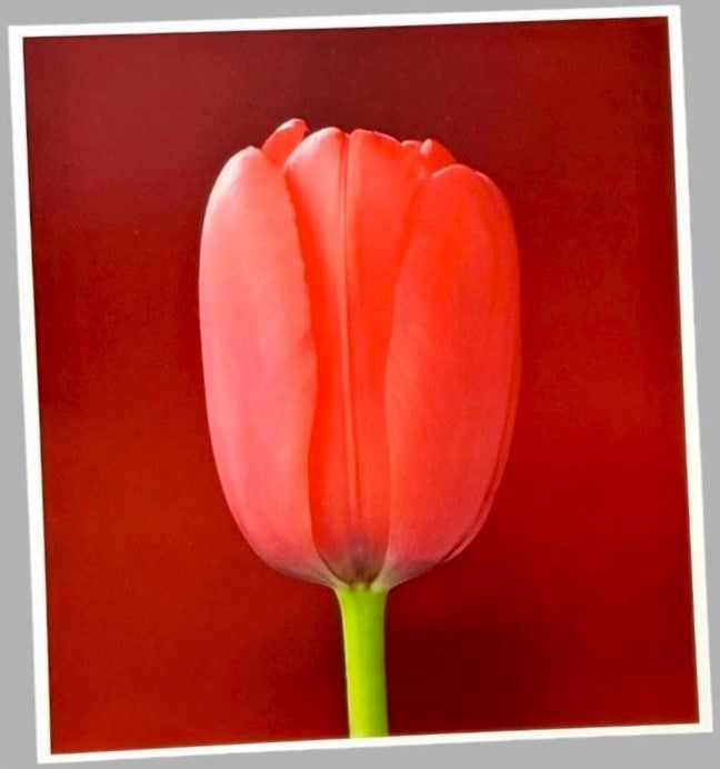 Vintage Pink Tulip Wall Art For Kitchen For Sale In AREA51GALLERY New Orlleans Gift Shop A Gay Owned Small Business
