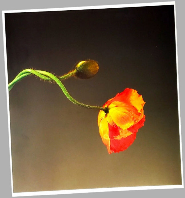 Vintage Poppy Flower Wall Art Photograph For Sale In AREA51GALLERY Gift Shop A Gay Owned Small Business